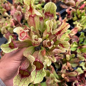 Purple Pitcher Plant – Sarracenia purpurea Carnivorous Bog Plant (3” Pot)