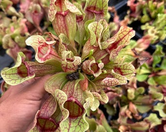 Dzbanek purpurowy – Sarracenia purpurea Roślina mięsożerna bagienna (doniczka 3”)