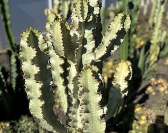 Euphorbia Ammak Sadzonka 12” – Wilczomlecz bez korzeni, sukulent kolumnowy, łatwa w pielęgnacji roślina do rozmnażania