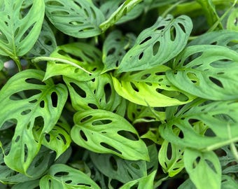 Monstera Adansonii: 4-calowa roślina doniczkowa o szwajcarskim serze, łatwa w pielęgnacji