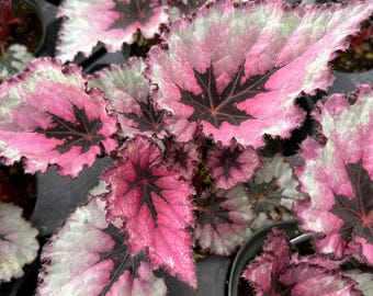 Begonia królewska Mazatlan Bush - żywe liście, 4 cale, żywa roślina