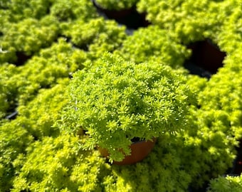 Sedum Tokyo Sun 4” – Złoty okrywowy sukulent, bezpieczny dla zwierząt, żywy sedum, łatwa w pielęgnacji roślina