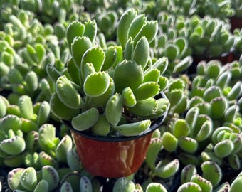 Bear Paw, Cotyledon tomentosa 4”