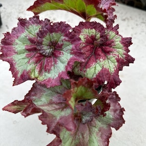 以下が含まれることがあります： 大きな質感のある葉を持つベゴニアの植物のクローズアップ。葉は、深いバーガンディ、明るい緑、ピンクの色合いの印象的なカラーパレットを示しています。葉の縁は波打っており、植物のユニークな外観を加えています。植物は鉢に入っています。