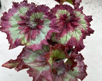 Begonia królewska Tie Dye 4” – rzadka begonia, kolorowa roślina doniczkowa o kolorowych liściach, łatwa w pielęgnacji roślina doniczkowa