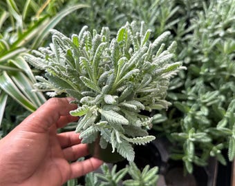 Lawenda Goodwin Creek 4” – pachnąca roślina lawendy angielskiej, odporna na suszę roślina do uprawy na zewnątrz