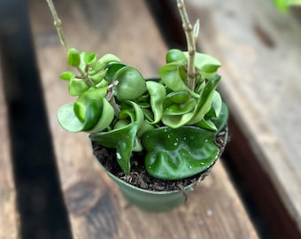 Hoya Rope Plant - 4-calowa skręcona roślina woskowa, bezpieczna dla zwierząt
