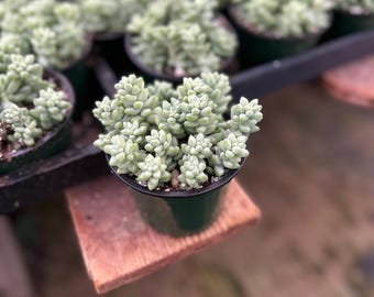 Rozchodnik Burro’s Tail – płożąca roślina sukulentowa, łatwa w pielęgnacji, wisząca (doniczka 10 cm)