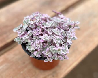 Callisia Repens – Różowa Pantera – Pstrokata roślina doniczkowa