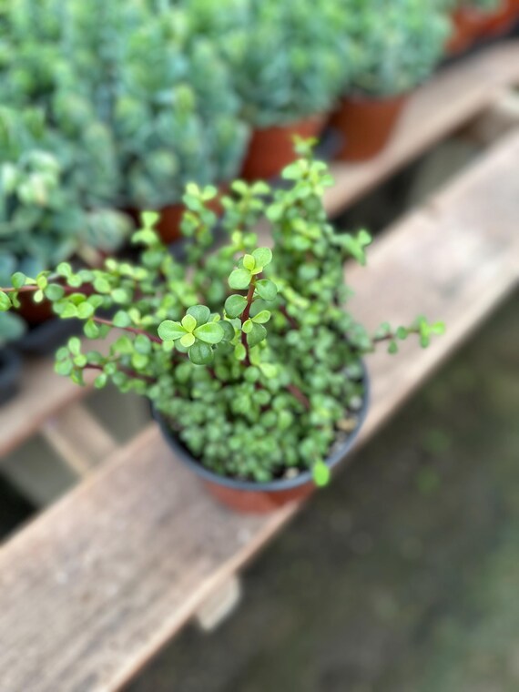 live succulents Real Live Succulent Cactus Plant : Echeveria 'Mohican'  Succulent Zone