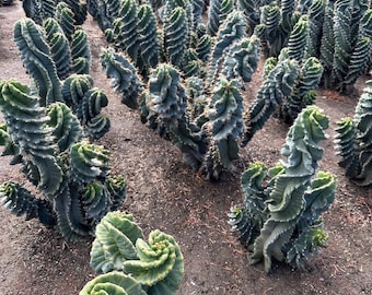 Kaktus spiralny, Cereus forbesii Spiralis 1 galon