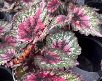 Begonia Cancun Christmas 4” – Begonia królewska, świąteczna, kolorowa roślina doniczkowa, łatwa w pielęgnacji