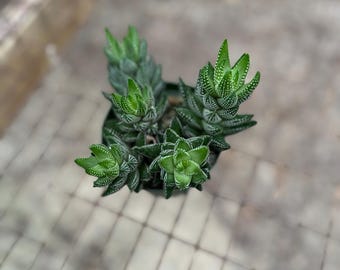 Haworthia reinwardtii 4” – Zebra Haworthia, sukulent bezpieczny dla zwierząt, łatwa w pielęgnacji roślina doniczkowa