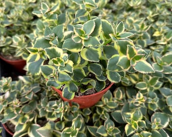 Crassula sarmentosa 'Variegata', roślina kometa 4”