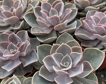 Echeveria Perle von Nürnberg – 4-calowa rozeta lawendowa soczysta, bezpieczna dla zwierząt