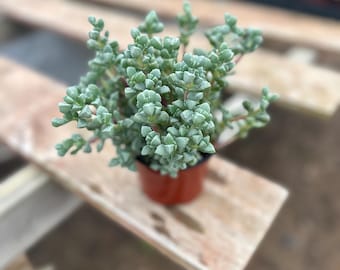 Pink Ice Plant 4” – Oscularia deltoides, sukulent bezpieczny dla zwierząt, łatwa w pielęgnacji roślina zwisająca