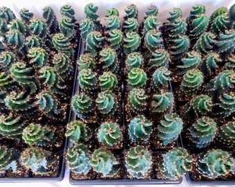 Rzadki kaktus spiralny – Cereus Forbesii Spiralis, skręcona żywa roślina (doniczka 6,3 cm)