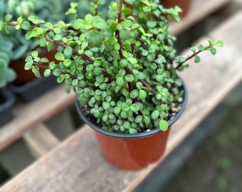 Portulacaria afra Minima 6” – karłowata krzewiasta roślina, sukulent bezpieczny dla zwierząt, łatwa w pielęgnacji