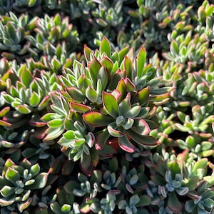 Könnte beinhalten: Nahaufnahme eines Clusters von Sukkulenten mit grünen Blättern und roten Rändern. Die Pflanzen sind dicht gepackt und bilden eine strukturierte Oberfläche. Das Bild ist gut beleuchtet und hebt die leuchtenden Farben und Details des Laubes hervor.