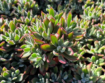 Echeveria Ruby Slippers 4” – Echeveria harmsii, sukulent o czerwonych brzegach, łatwa w pielęgnacji roślina żywa