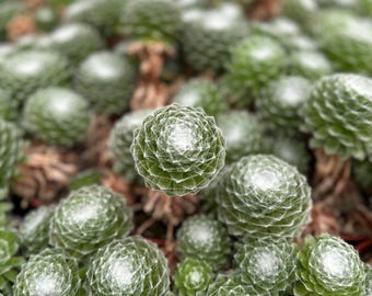 Kury i pisklęta pajęczynowate – Sempervivum arachnoideum 4”