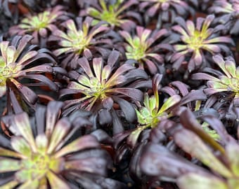 Sukulent z czarnej róży 4” – Aeonium Zwartkop, ciemnofioletowa roślina w rozecie, żywy sukulent