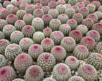 Kaktus tęczowy (Echinocereus) – rzadki sukulent pustynny o średnicy 3,5 cala