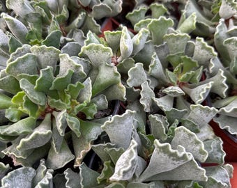 Adromischus cristatus 4” – Roślina o karbowanych liściach, sukulent o nazwie Key Lime Pie