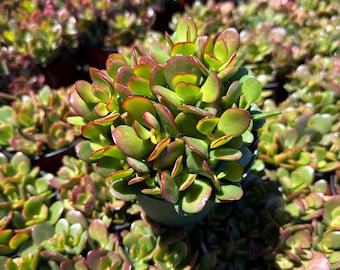 Miniaturowa roślina Jade 4" – łatwa w pielęgnacji sukulent do wnętrz