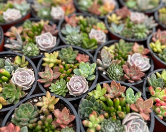 Kompozycja z sukulentami 4 cale – różne żywe sukulenty, miniaturowa doniczka na sukulenty, łatwa w pielęgnacji roślina