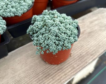 Sedum minor 4” – Low-Growing Succulent, Hardy Groundcover Sedum, Easy Care Live Succulent Plant