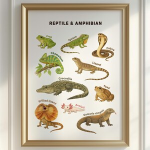 Könnte beinhalten: Ein gerahmtes Lehrposter mit dem Titel "REPTILE & AMPHIBIAN" mit Illustrationen verschiedener Reptilien und Amphibien. Es zeigt einen Frosch, Leguan, Kobra, Chamäleon, Eidechse, Krokodil, Kröte, Kragenechse, Axolotl und Komodowaran.