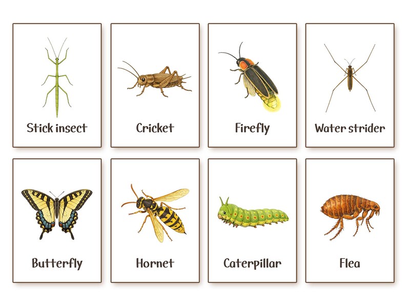 Insects Flash Cards | Montessori Nature Study (printable) - Etsy