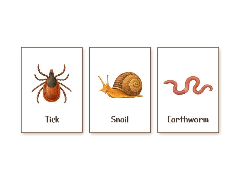 Insects Flash Cards | Montessori Nature Study (printable) - Etsy