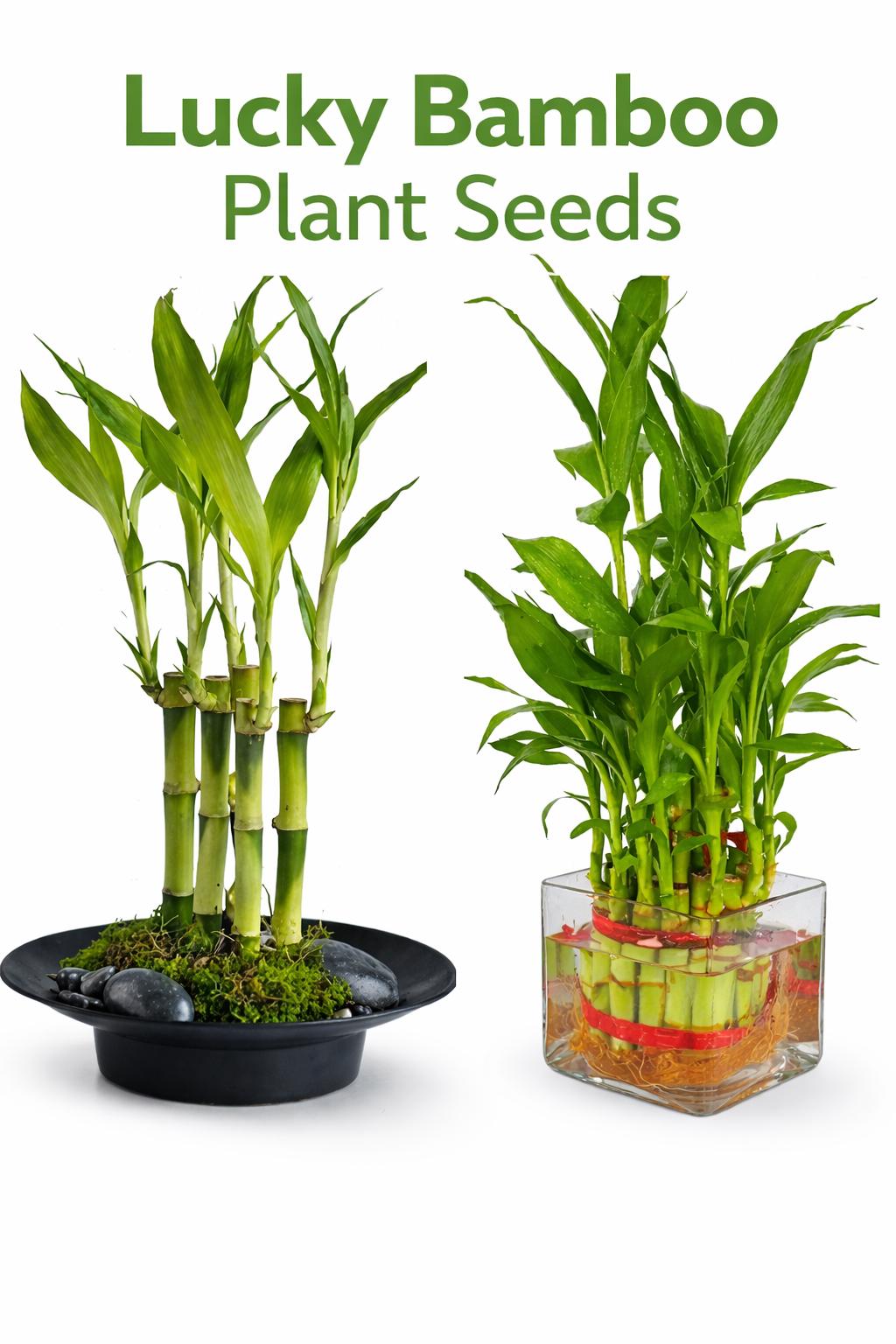 7 Lucky Bamboo Seeds (dracaena Sanderiana)  Feng Shui Gift, Wedding Favor,  Indoor Decor - Etsy