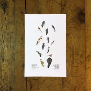 A Few Woodpeckers Letterpress Print - 12" x 18"