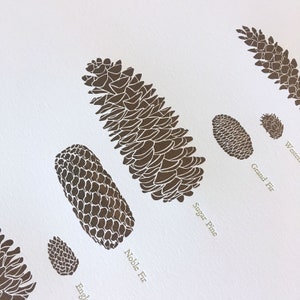 A Few Pine Cones Letterpress Print 12 x 18 image 5