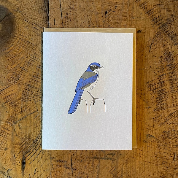 California Scrub Jay Letterpress Card