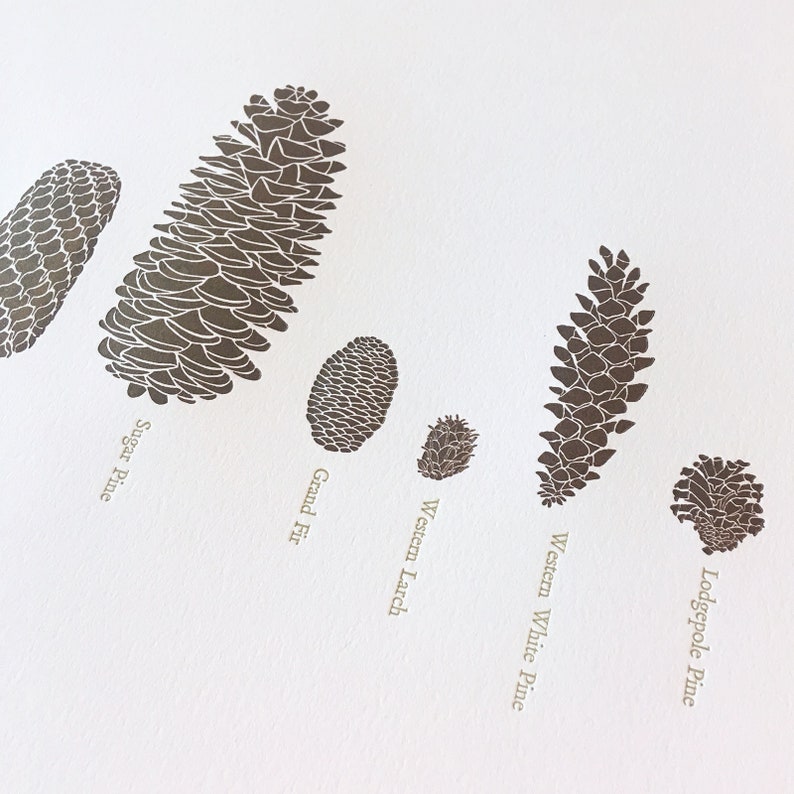 A Few Pine Cones Letterpress Print 12 x 18 image 3