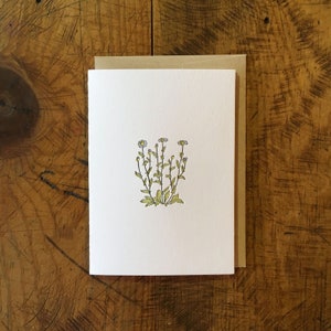 Oxeye Daisy Wildblume Letterpress Karte