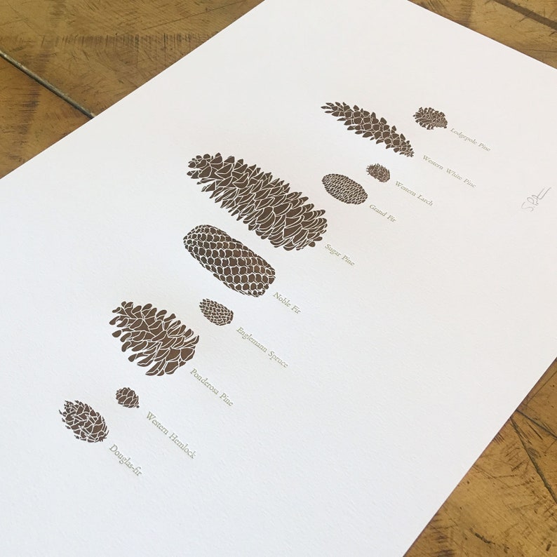 A Few Pine Cones Letterpress Print 12 x 18 image 2