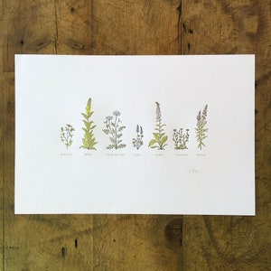 Impresión tipográfica "Algunas flores silvestres" - 30 x 45 cm