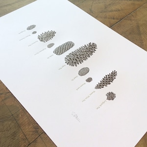 A Few Pine Cones Letterpress Print 12 x 18 image 6