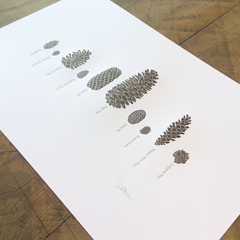 A Few Pine Cones Letterpress Print 12 x 18 image 6