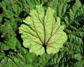 Items similar to Fall home decor on Etsy