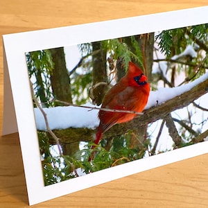 Cardinale visitatore speciale – Uccello rosso sul ramo nella neve invernale – Biglietto d'auguri di Natale/Vacanze/Compleanno/Pensando a te
