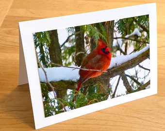 Cardinal Special Visitor - Red Bird on Branch in Winter Snow - Christmas / Holiday / Birthday / Thinking of You Greeting Card