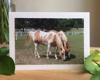 Lunch Buddies Pinto Horses - Valentine / Friendship / Birthday Greeting Card for Horse Lovers