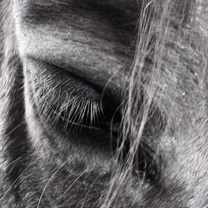Horse Eye Equine Soul Therapy Inspirational / Birthday / Holiday / Sympathy / Just Because Greeting Card image 3