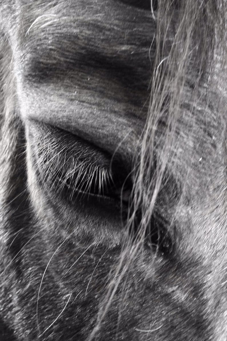 Horse Eye Equine Soul Therapy Inspirational / Birthday / Holiday / Sympathy / Just Because Greeting Card image 3